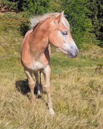 Samson, Haflinger-Hengstfohlen, Sommerhit x Wolfgang