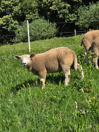 Texel-Böcke