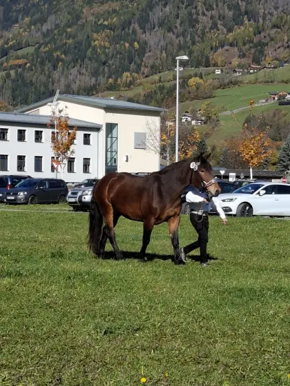 Noriker Stute