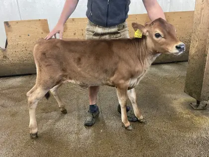Bio-Jersey-Kalb