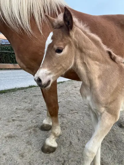 Haflinger Stutfohlen