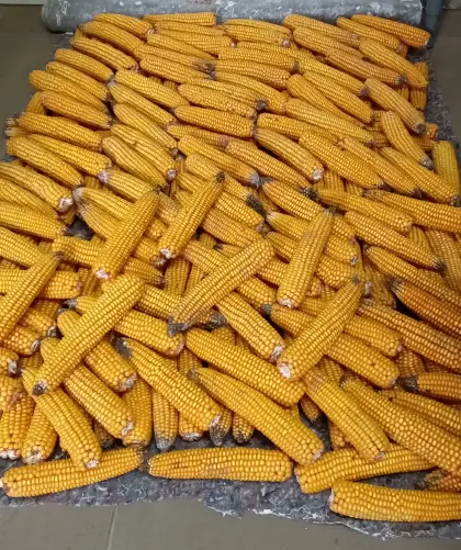 Maiskolben