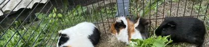 Meerschweinchen