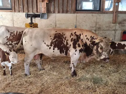 PSR-Stier