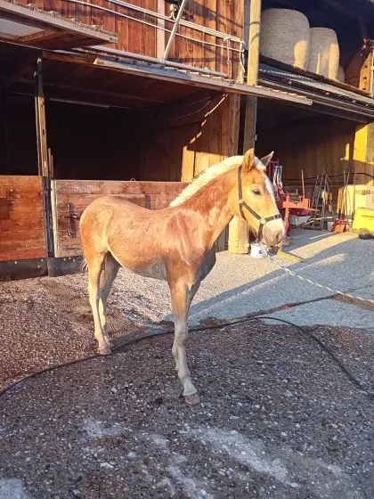Haflinger Hengstfohlen zu verkaufen