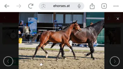 Elite-Hengstfohlen von Grey Tonic, österr. Warmblut