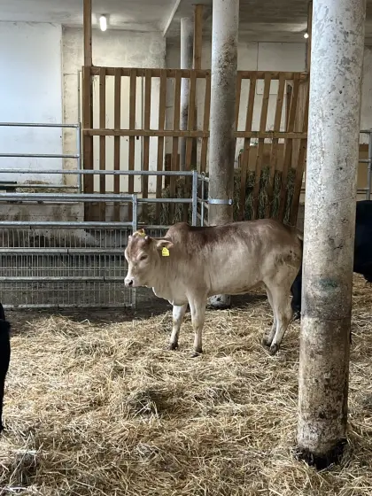 Zwerg-Zebu-Kälbin