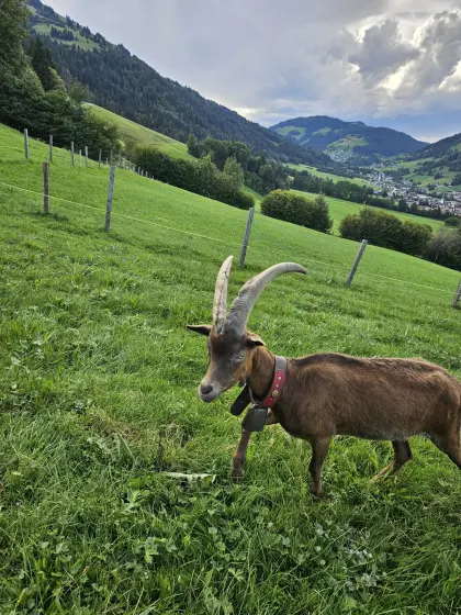 Aosta Goassl