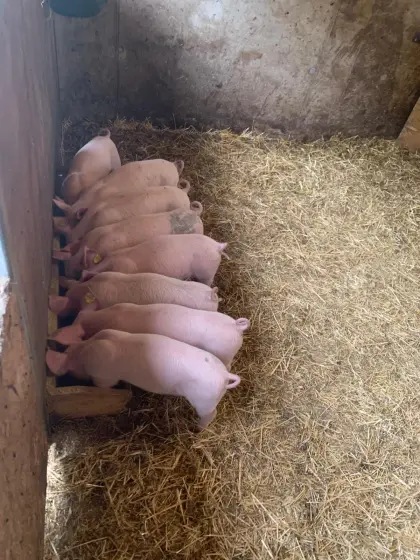 Ferkel