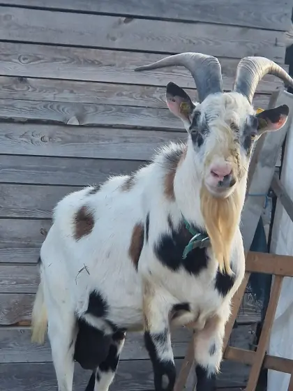 Ziegenbock