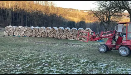 Brennholz Hartholz (Esche)