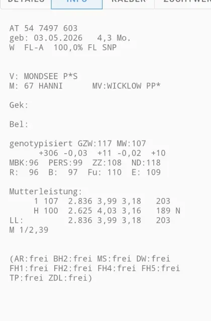 Zuchtkälber weiblich