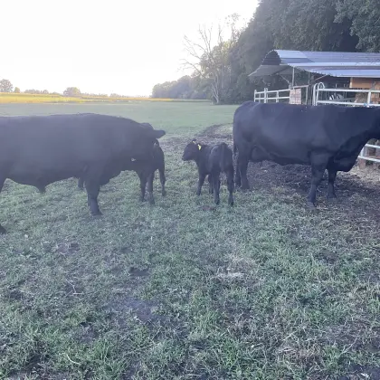 Anguskuh DA mit 3. Kalb bei Fuß