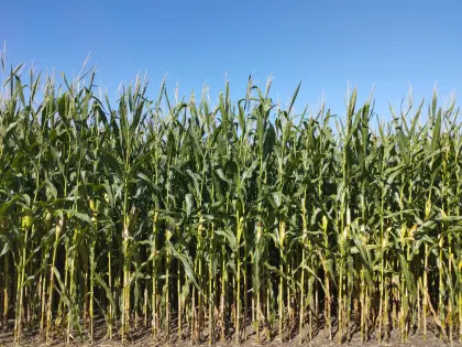 Verkaufe Silomais ab Feld