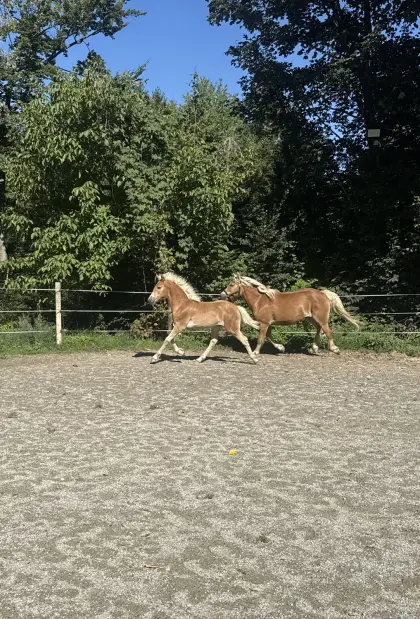 Bewegungsstarkes Haflingerstutfohlen aus Top-Abstammung