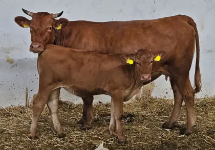Red Wagyu Kuh Fullblood Herdbuch