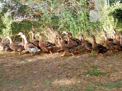 Rouen-Clair-Enten W/M