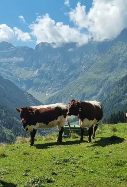 Pinzgauer Kühe