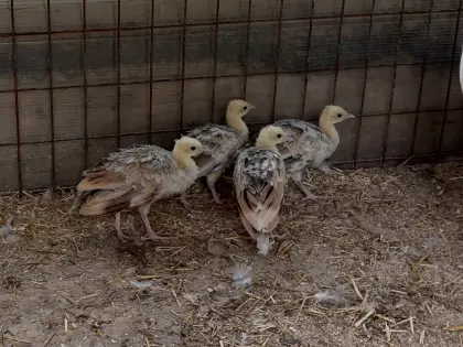 Schwarzflügelpfau, Küken