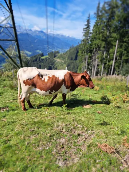 Reinrassige Pinzgauer Kuh