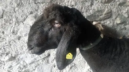Verkaufe schwarzen HB-Bergschafwidder