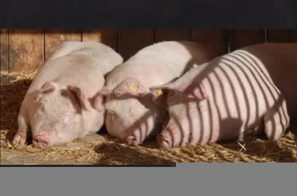 Schlachtschweine
