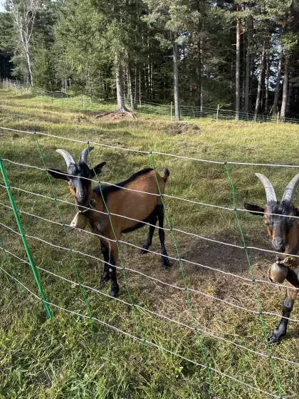 Deutsche Edelziege Kitzbock