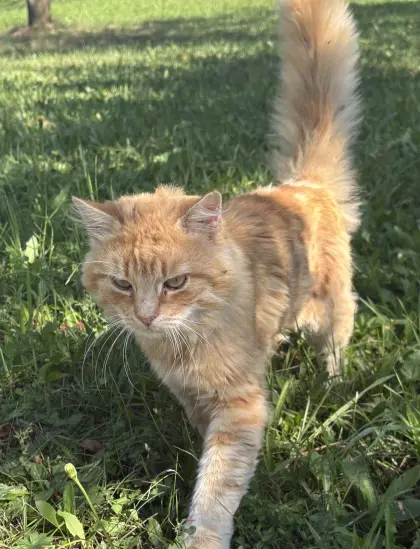Roter, ca. einjähriger Kater abzugeben