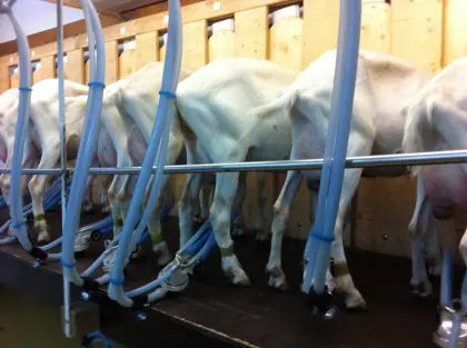 Ziegenmelkstand Lemmer Fullwood