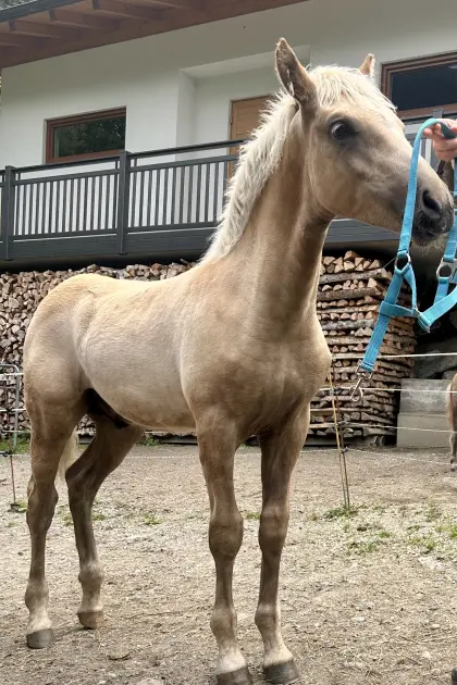 SAKARI, Haflinger-Hengstfohlen (Sommerhit)