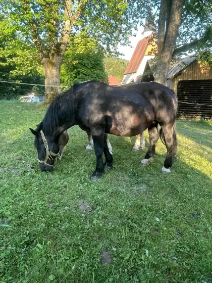 Rappstute Mona sucht neues Zuhause