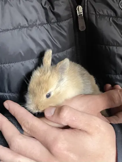 Kaninchenbabys abzugeben