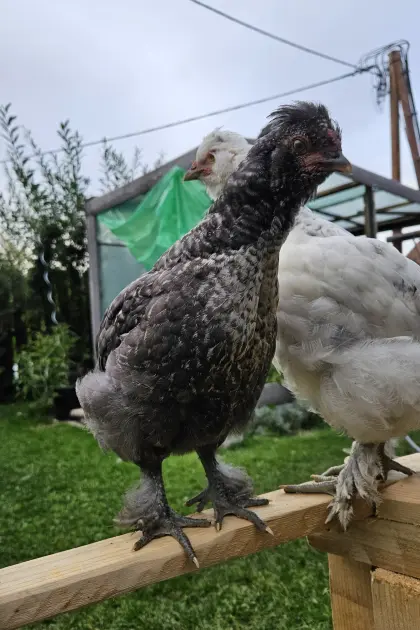 Zwergseidenhuhn Sperber oder Sussexmix