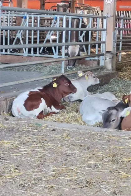 Suche männliches Blonde d’Aquitaine Kalb