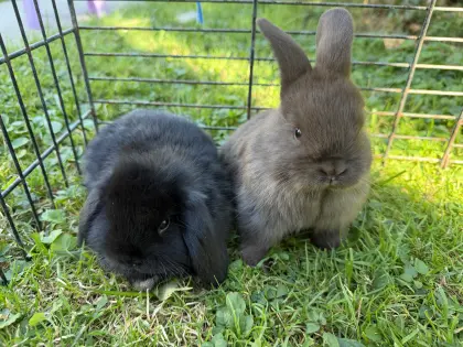 Zwergkaninchen, Zwergwidderkaninchen