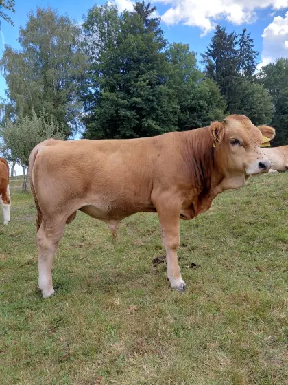 Murbodner Jungstier