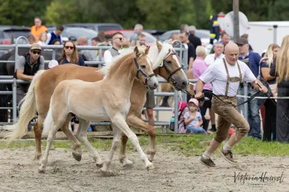 Scotch, Haflinger-Hengst