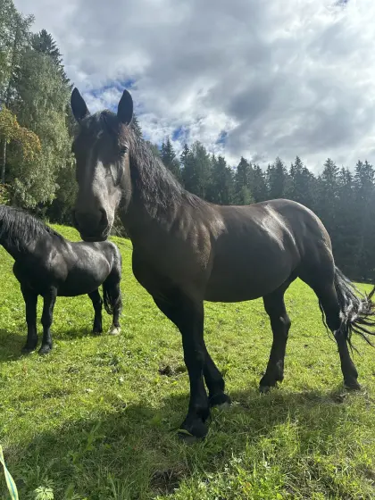 Norika Stute Sommerrappe
