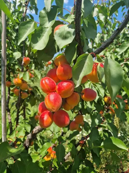 Opportunity Farm for sale 115 hectares