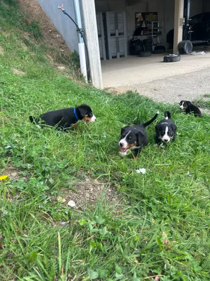 Appenzeller Sennenhund-Welpen