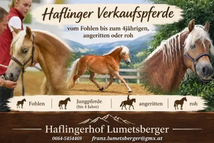 Haflinger