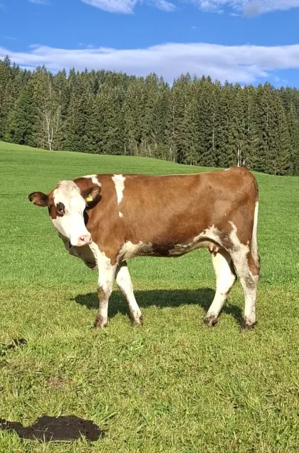 Fleckvieh-Kalbin trächtig