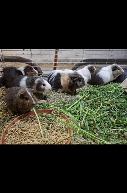 Meerschweinchen