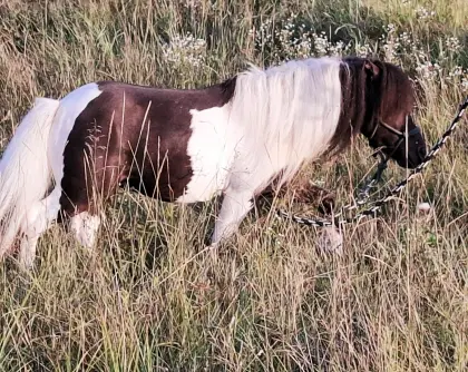 Schicker Miniatur-Horse-Scheckhengst, 80 cm groß