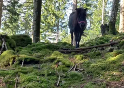 Shetlandpony-Wallach