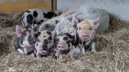 KuneKune-Ferkel mit HB