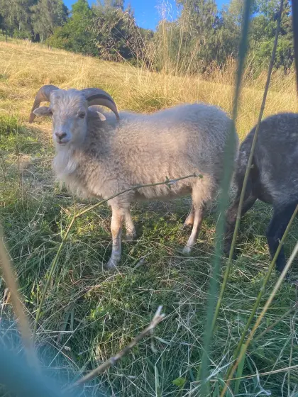 Süße kleine Ouessant-Widder abzugeben