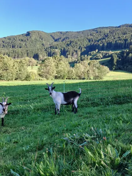 Pfauenziegenbock
