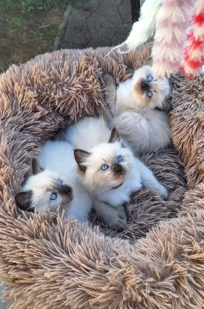 Ragdoll-Katzenbabys