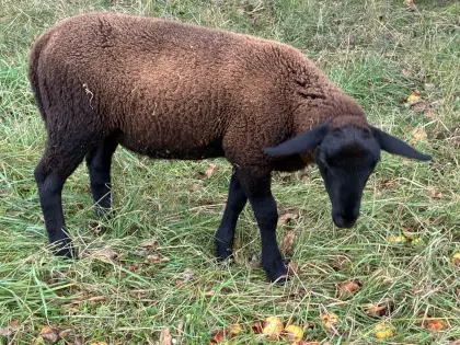 Reinrassiges männliches Jura-Lamm